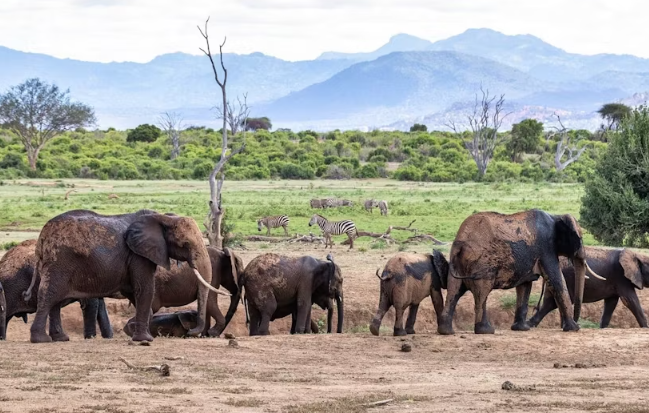 Tsavo East Safari with Overnight Stay at Ashnil Aruba Lodge - Image 4